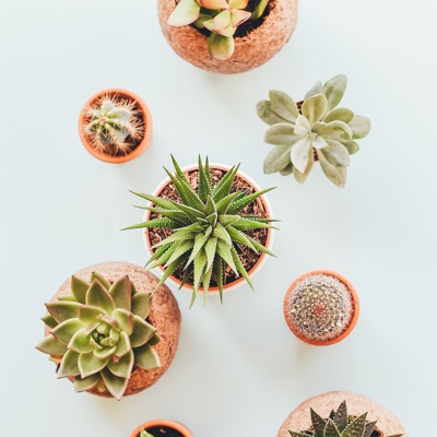 picture of multiple cactus plant