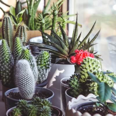 another picture of multiple cactus plant
