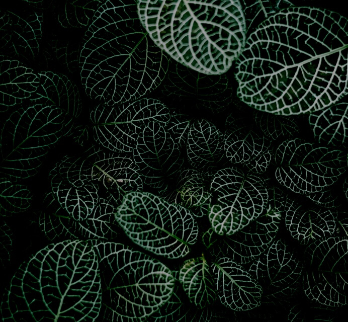 picture of green leaf