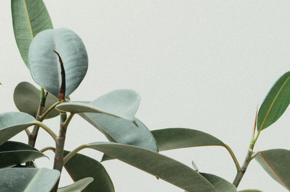 picture of potted plants