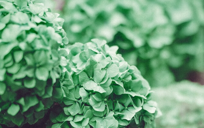 picture of green flower